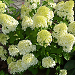 Метельчатая Фантом