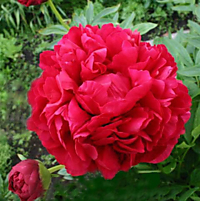 Пион травянистый Адольф Руссо