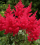 Астильба Арендса