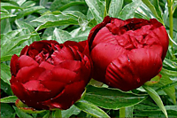 Пион травянистый Бакей Белл