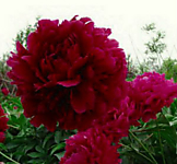 Пион травянистый Блэк Бьюти