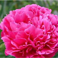 Пион травянистый Джей Си