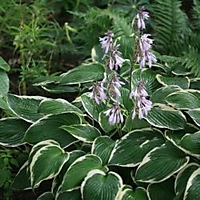 Форчуна Франси