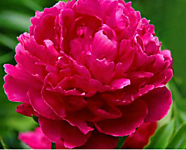 Пион травянистый Канзас