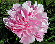 Пион травянистый Мисс Экхард
