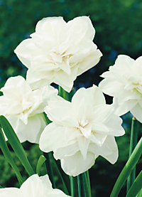 Нарцисс белый