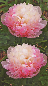 Пион Тпавянистый Офишиналис Мутабилис Плена