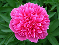 Пион травянистый Офишиналис Розеа Плена