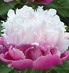 Пион травянистый Пичес энд крим