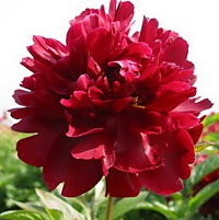 Пион травянтстый Robert W. Auten