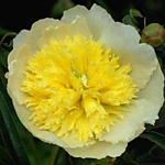 Пион травянистый Примавера