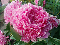 Пион травянистый Сара Бернар