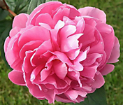 Пион травянистый 'Koningin Wilhelmina'